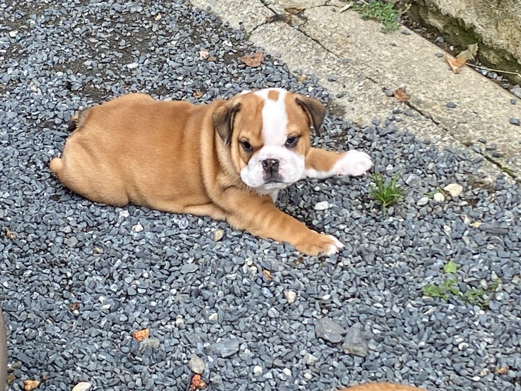 De La Pépite D’Argent - Chiots disponibles - Bulldog Anglais