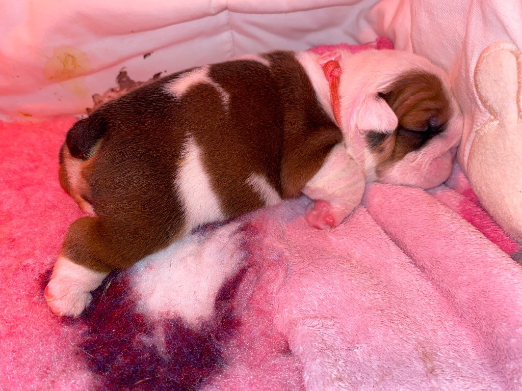 De La Pépite D’Argent - Chiots disponibles - Bulldog Anglais